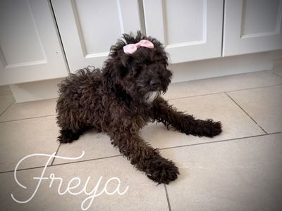 Purebred Mini poodle girls