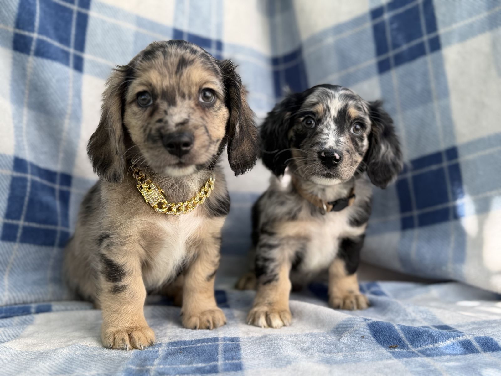 Hypoallergenic LONG HAIR SNOXIES Dachshund - Schnauzer