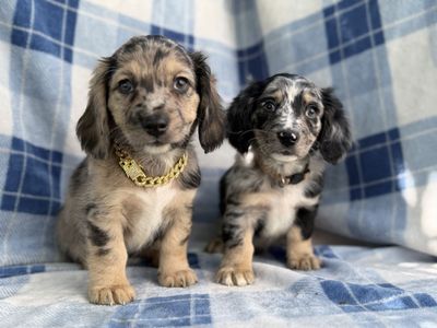 Hypoallergenic LONG HAIR SNOXIES Dachshund - Schnauzer