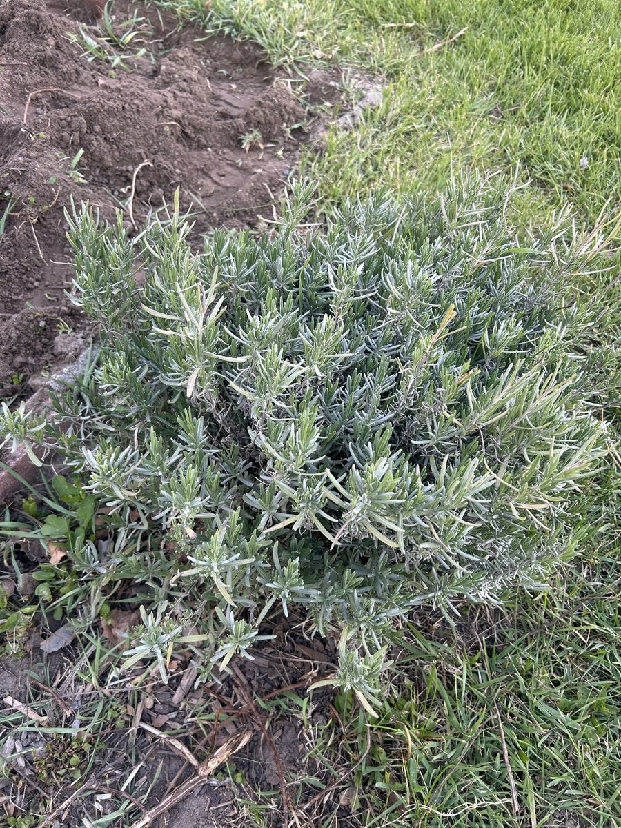 Fresh Herbs for Sale - English Lavender, Oregano, Chives, Rosemary, Thyme, Sage (Healthy, Homegrown)
