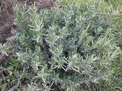 Fresh Herbs for Sale - English Lavender, Oregano, Chives, Rosemary, Thyme, Sage (Healthy, Homegrown)