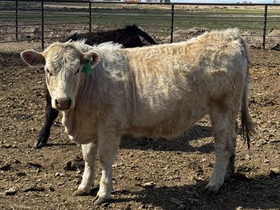 Clubby Heifers for Sale
