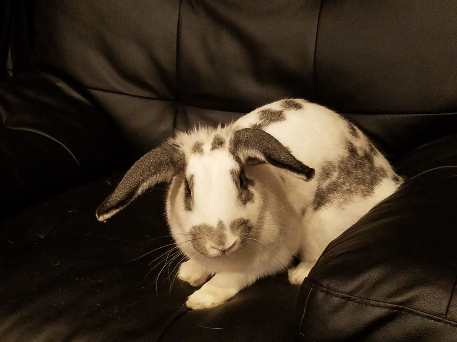 Adult rabbit with cage and all accessories