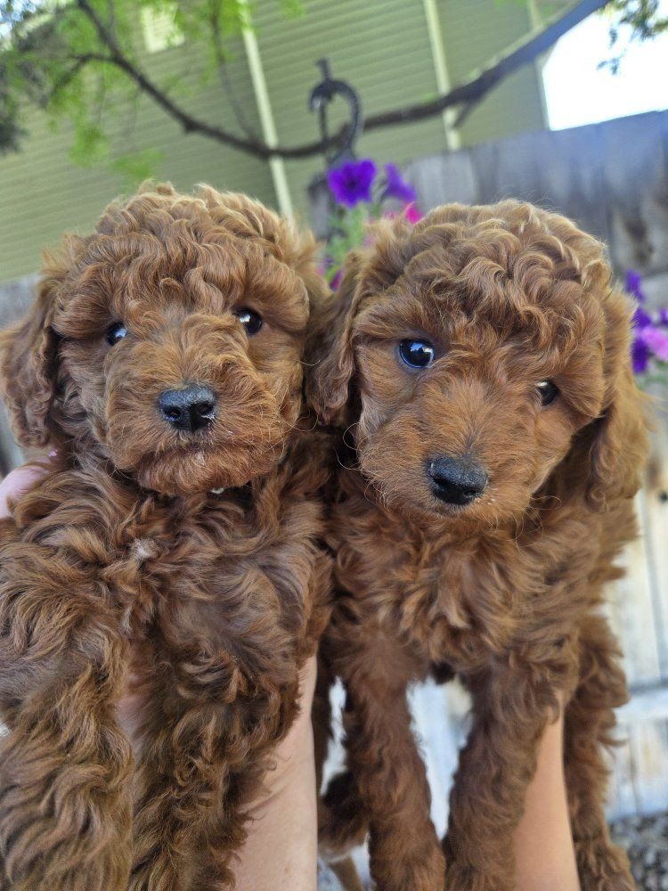 Red AKC Mini Poodles