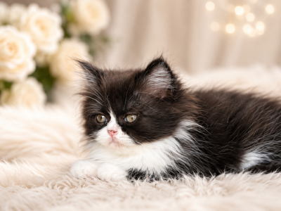 Purebred Registered Persian Kittens