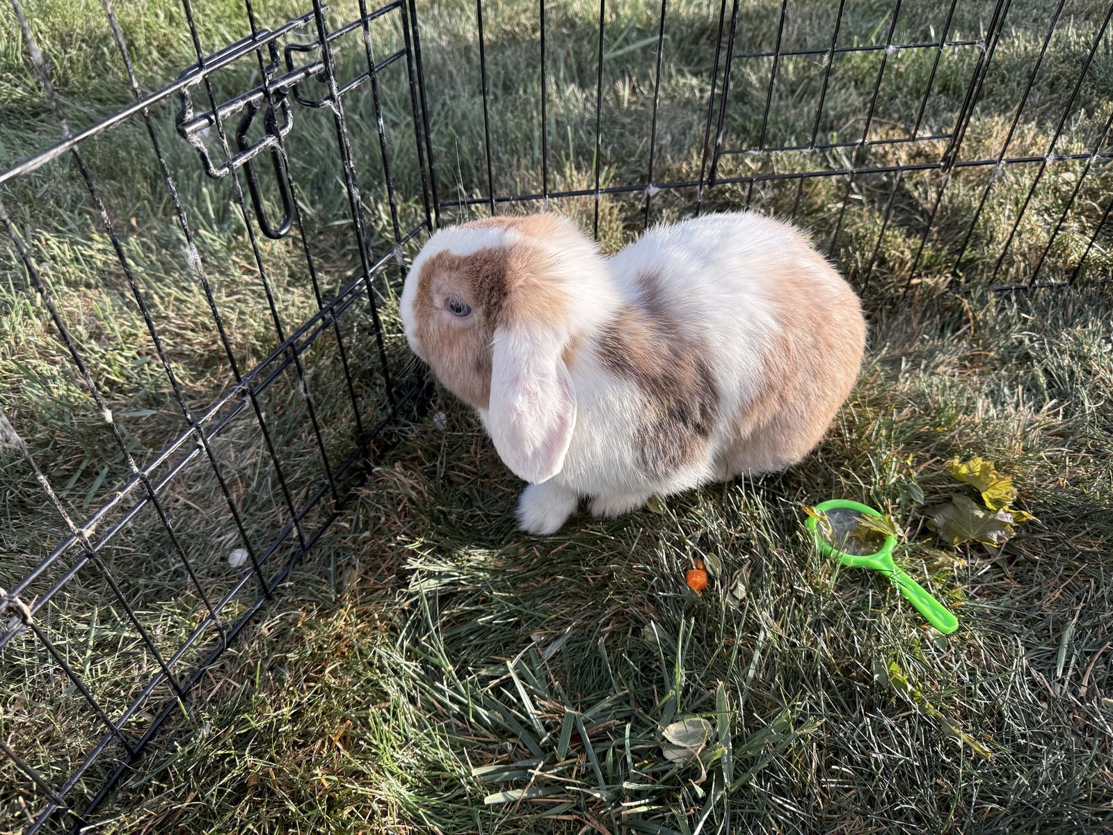 Adorable Lop-Eared Bunny for Sale - Friendly and Playful Pet Rabbit