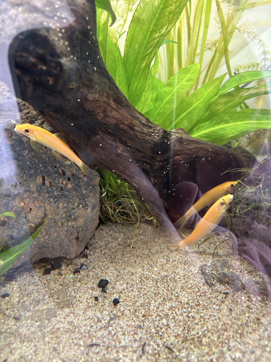 Golden Chinese Algae Eaters