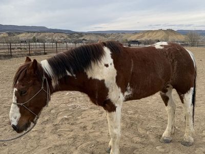 Half draft gelding