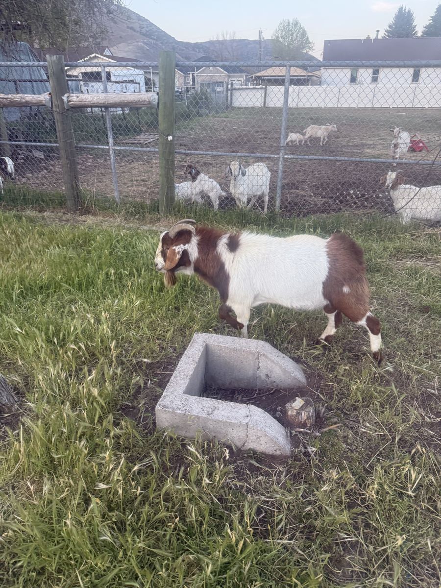 Boer stud