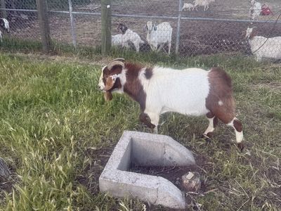 Boer stud