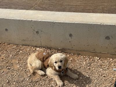 Purebred Golden