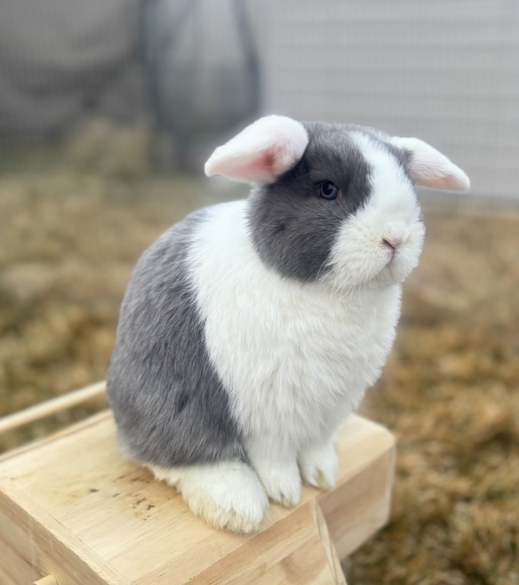 Free Neutered Holland Lop Buck