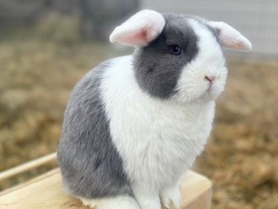 Free Neutered Holland Lop Buck