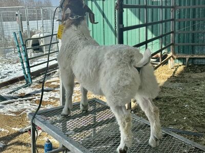 4h Wether Boer Goat