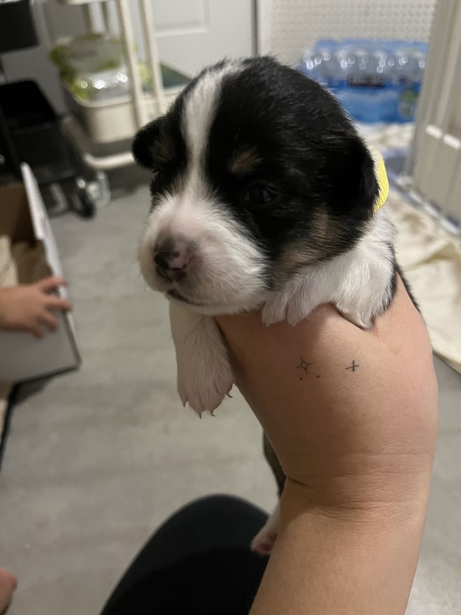 Pembroke Welsh Corgi Puppies