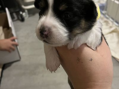 Pembroke Welsh Corgi Puppies