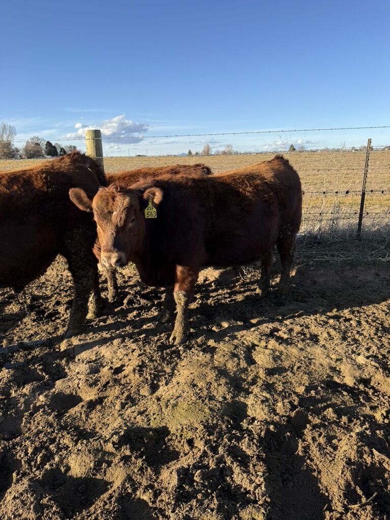 Red Angus Bulls