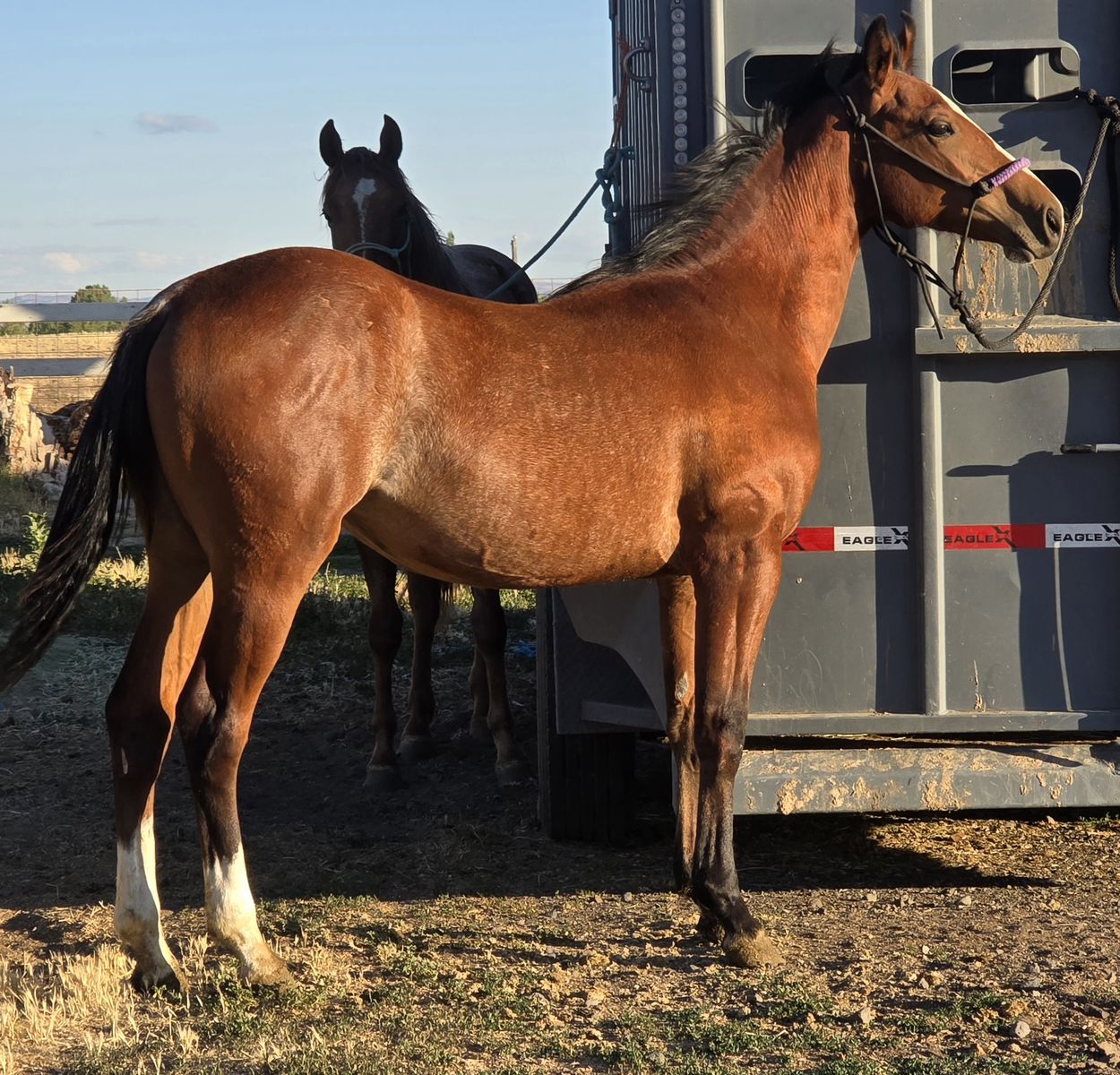 Aqha Bay Rabicano Filly
