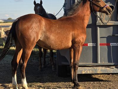 Aqha Bay Rabicano Filly