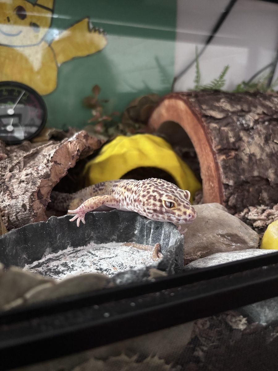 Healthy 6-Year-Old Male Leopard Gecko - Eats Super, Mill, & Silk Worms