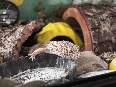 Healthy 6-Year-Old Male Leopard Gecko - Eats Super, Mill, & Silk Worms