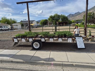 Tomatoes plants