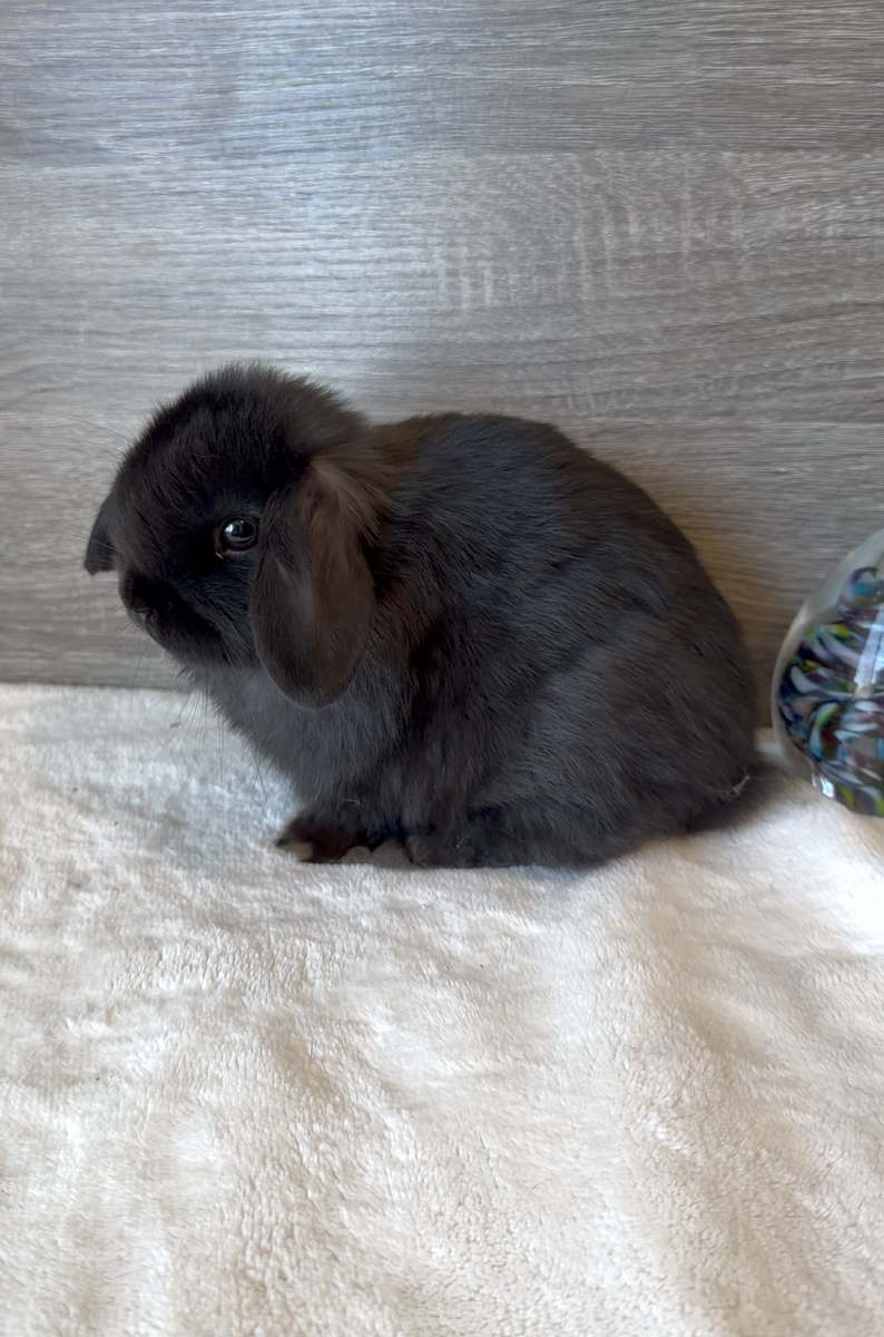 Calm Purebred Holland Lop Buck