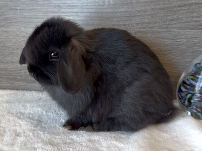 Calm Purebred Holland Lop Buck