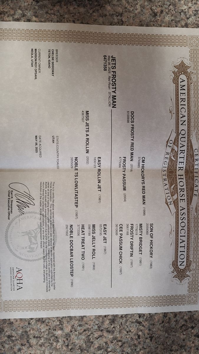 Yearling Red Roan Stud Colt