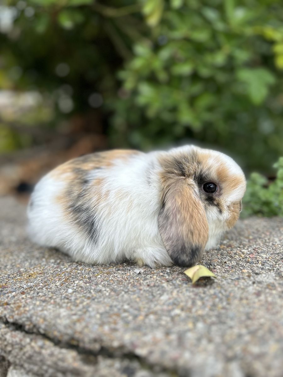 VC Tri Holland Lop Buck Pedigree