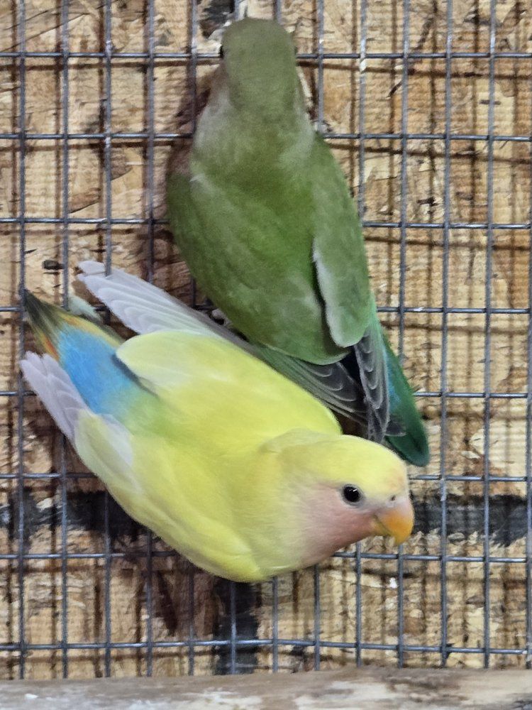 Beautiful Lovebirds - Green and Yellow Peach-faced