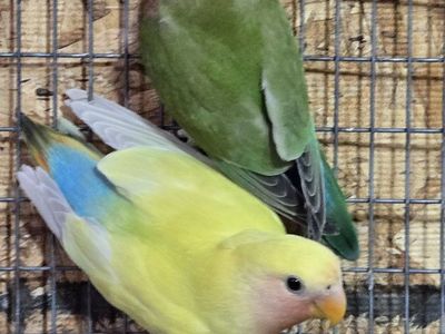 Beautiful Lovebirds - Green and Yellow Peach-faced