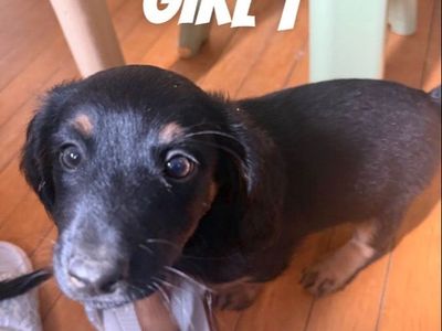 Mini Dachshund-Chihuahua