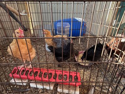 Free 8 Week Old Roosters