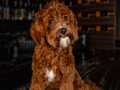 Red F1B Mini Cavapoo Stud Service | Health Tested Teddy Bear Puppies