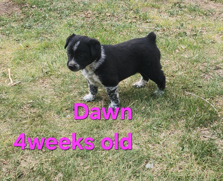 Mini Heeler/BorderCollie