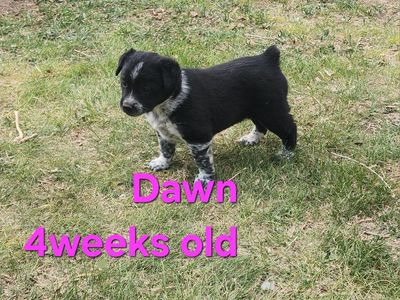 Mini Heeler/BorderCollie