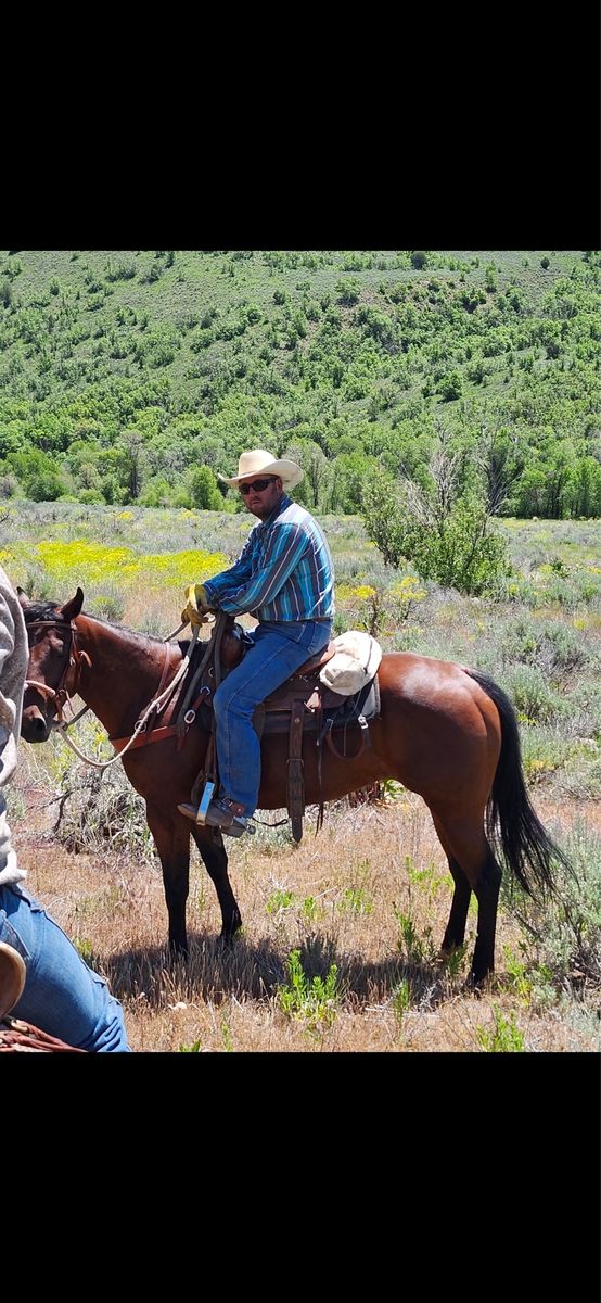 AQHA MARE 5 YRS