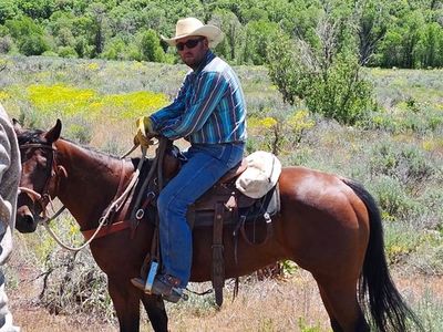 AQHA MARE 5 YRS