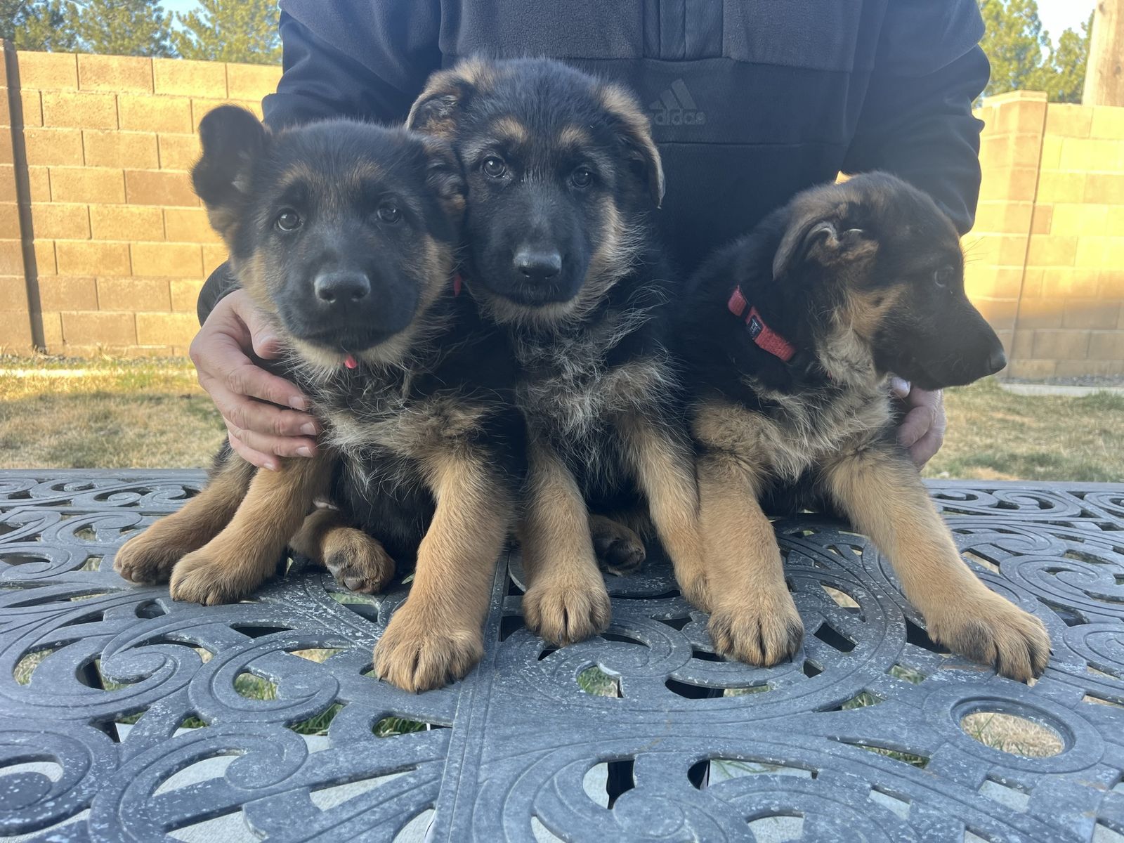 High Quality German Shepherd Puppies