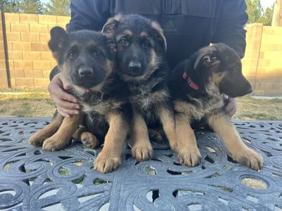 High Quality German Shepherd Puppies