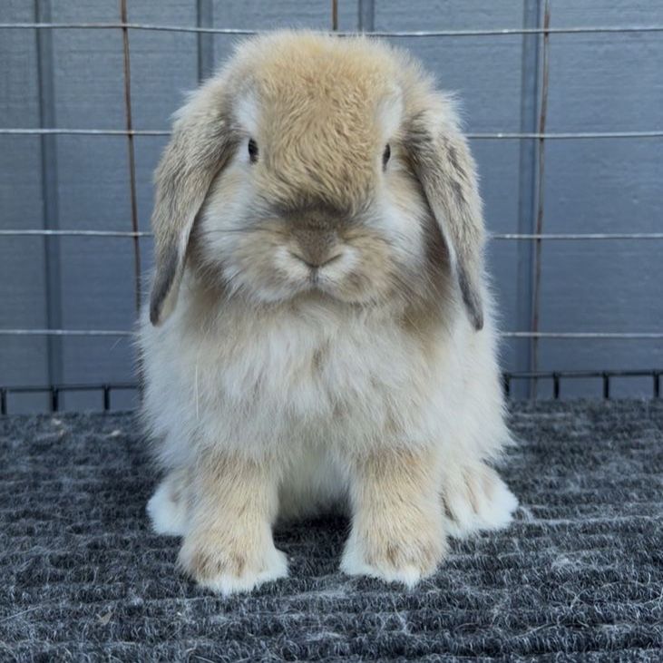 Holland Lop Doe
