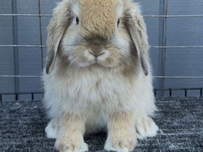 Holland Lop Doe