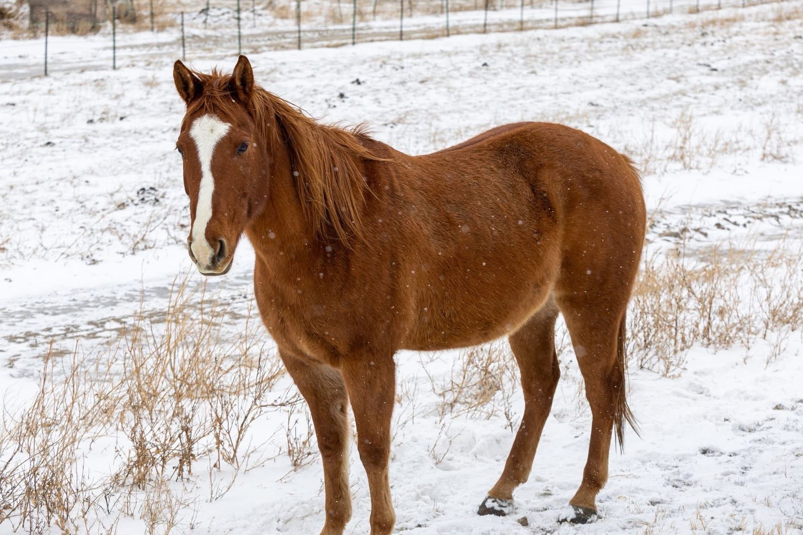 2014 AQHA Gelding