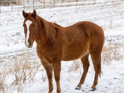 2014 AQHA Gelding