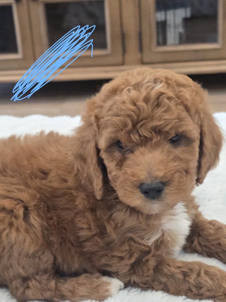 Adorable Mini Golden Doodle Puppies