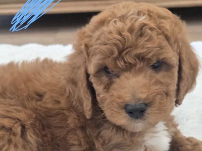 Adorable Mini Golden Doodle Puppies