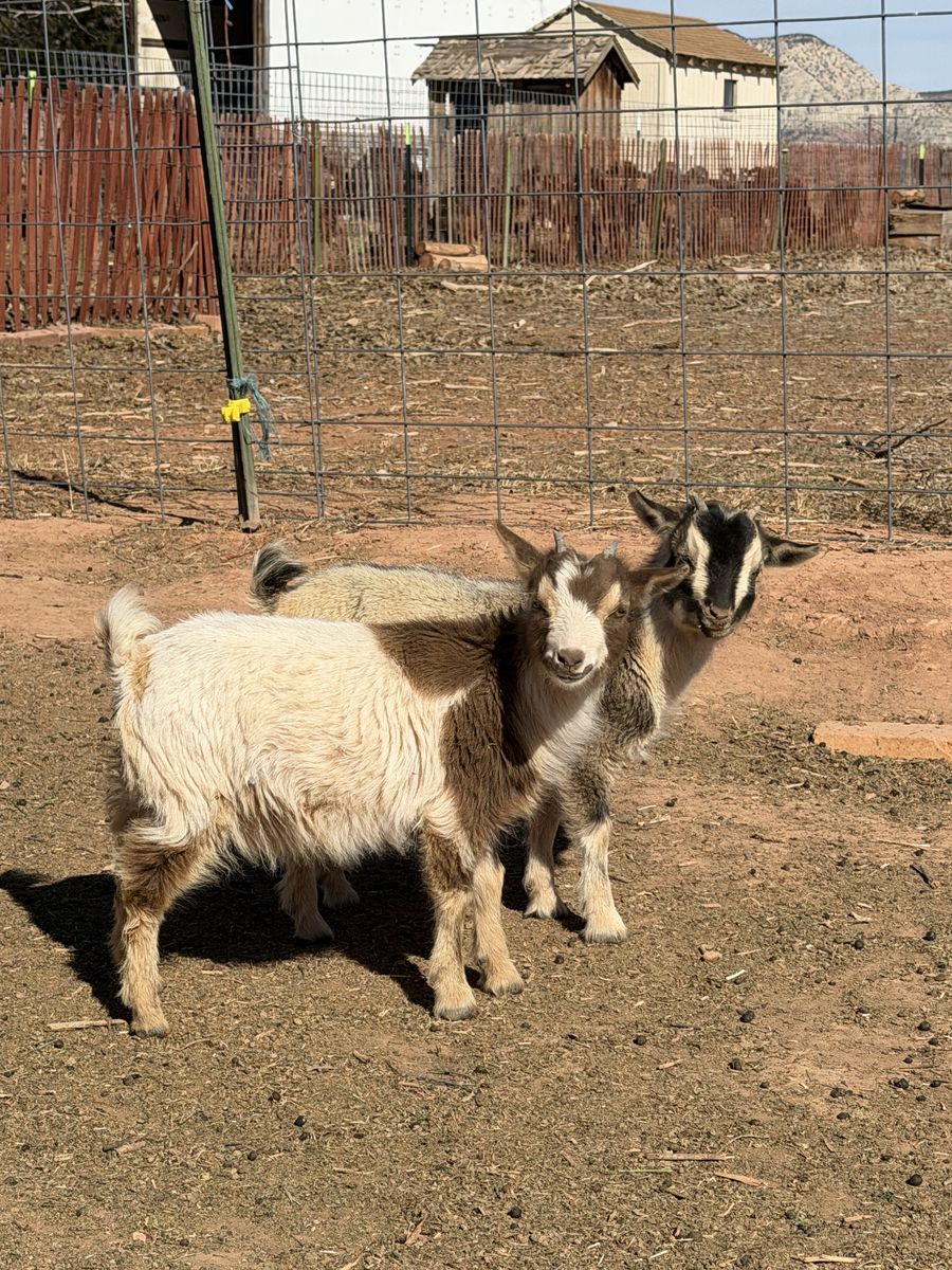 Doelings Nigerian Dwarf Goats