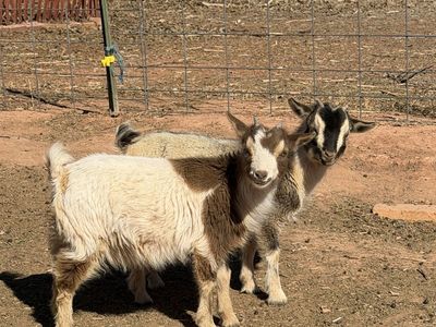 Doelings Nigerian Dwarf Goats