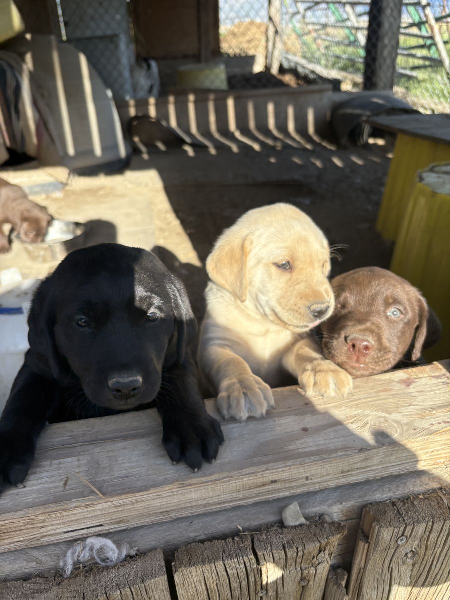 AKC Registered Purebred Labrador Retriever Puppies